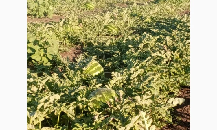 Кавун Тамерлан на продаж - фото № 3