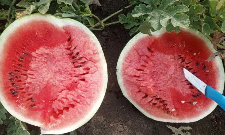 Продаю кавун Талісман (второкат) калібр 4-4,5 - фото № 1