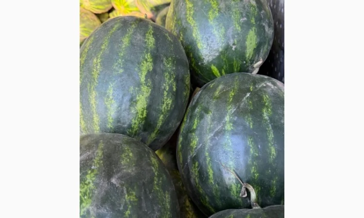 Продаю кавун Арбуз Баштан - фото № 1
