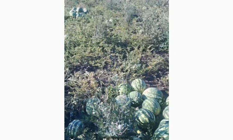 Куплю кавун сорт Продюсер - фото № 1