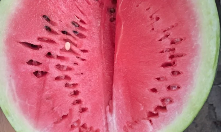 Куплю кавун сорт Продюсер - фото № 2