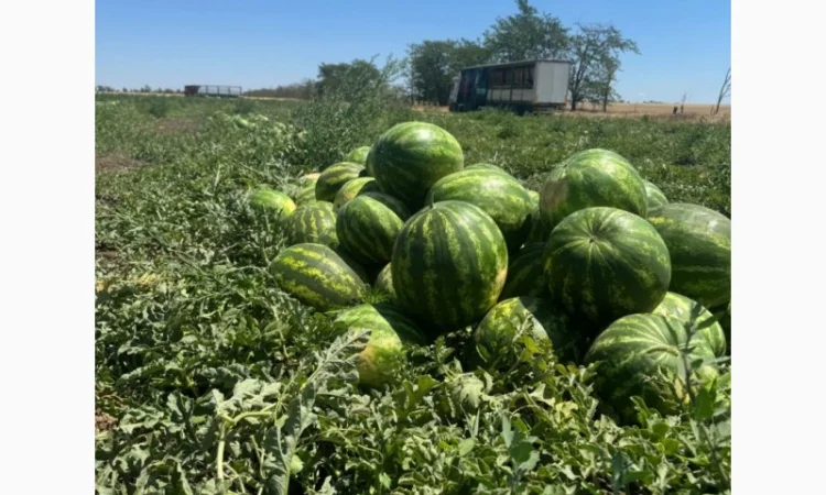Кавун талісман на продаж - фото № 1