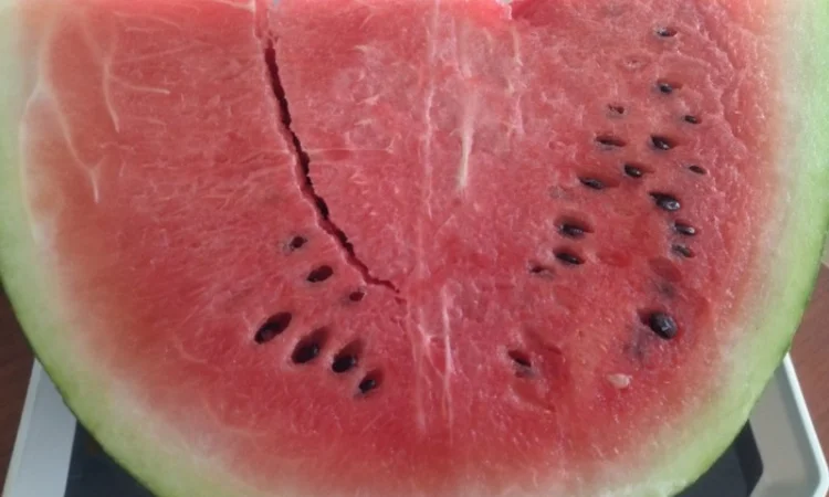 Кавун из Туреччины на продажу - фото № 1