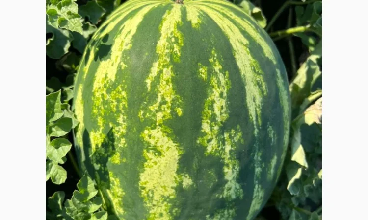 Арбуз на продаж - фото № 2