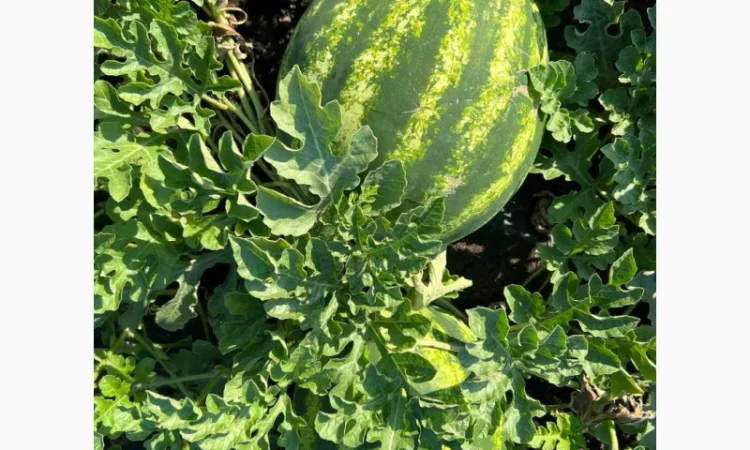 Арбуз на продаж - фото № 3