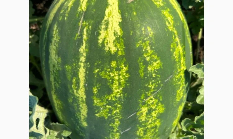 Арбуз на продаж - фото № 4