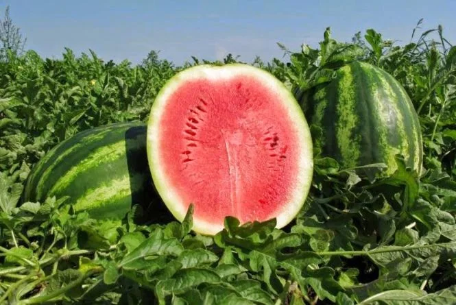 Кавун оптом від виробника - фото № 1