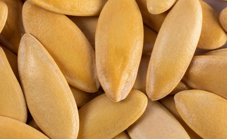 Продажа насіння дині Ефіопка - фото № 2