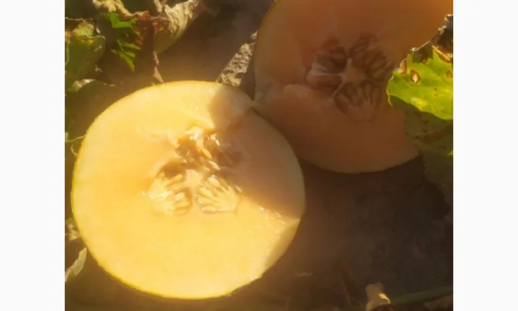 Диня сорту Єфіопка на продаж - фото № 1