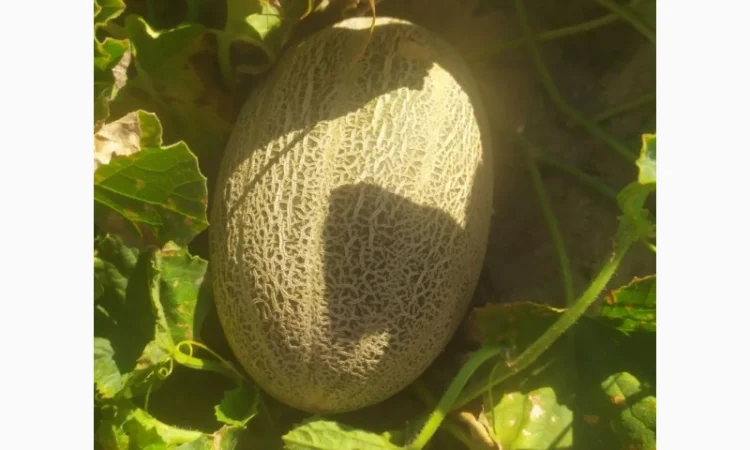 Диня сорту Єфіопка на продаж - фото № 2