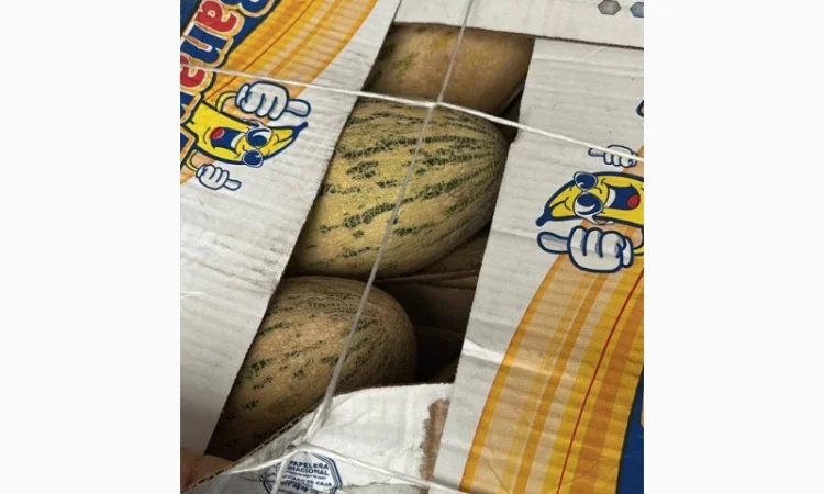 Продажа дыни Торпеда оптом - фото № 1