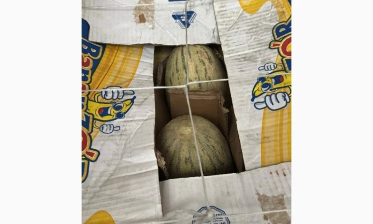 Продажа дыни Торпеда оптом - фото № 2