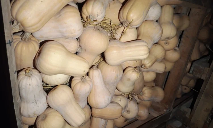 Продажа тыквы Матильда высокого качества - фото № 9