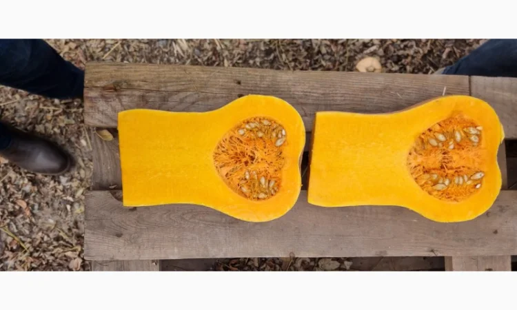 Продажа тыквы Матильда высокого качества - фото № 7