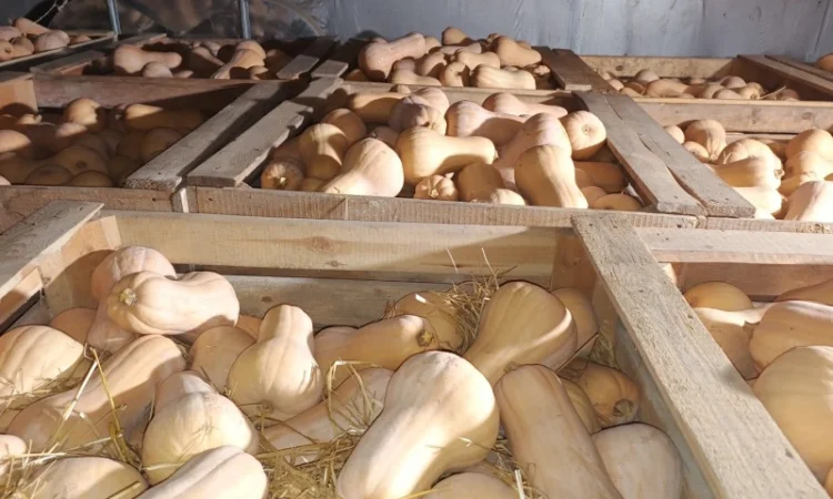 Продажа тыквы Матильда высокого качества - фото № 1