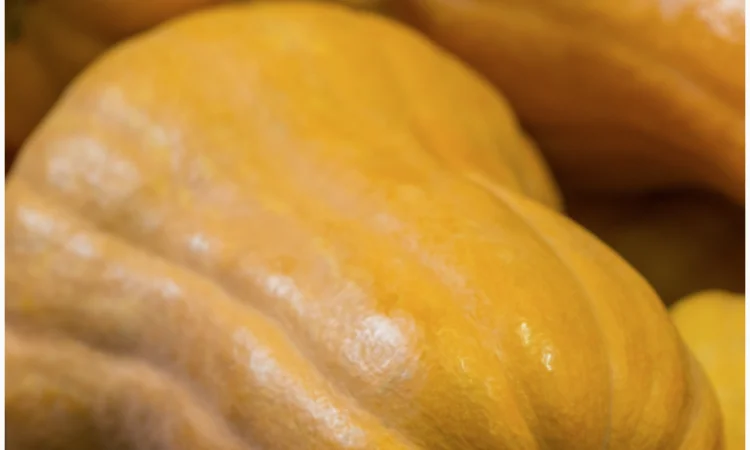 Вирощування та продаж гарбузів - фото № 3