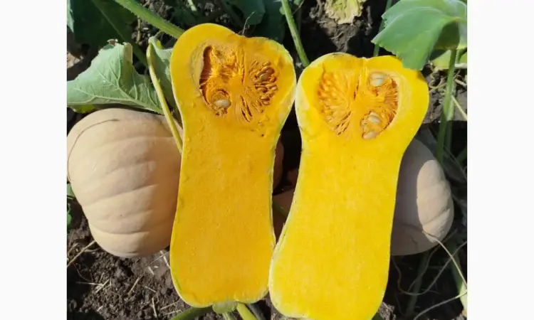 Продам тыкву Баттернат гибрид "Матильда" есть объём - фото № 1