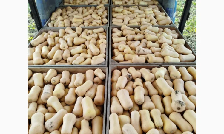 Продаю тыкву Баттернат в объеме - фото № 1