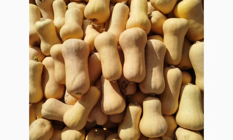 Продаю тыкву Баттернат в объеме - фото № 2