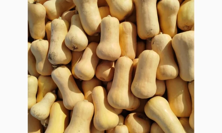 Продаю тыкву Баттернат в объеме - фото № 4