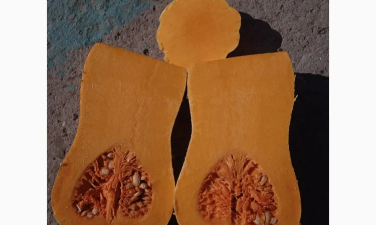 Продаю тыкву Баттернат в объеме - фото № 5