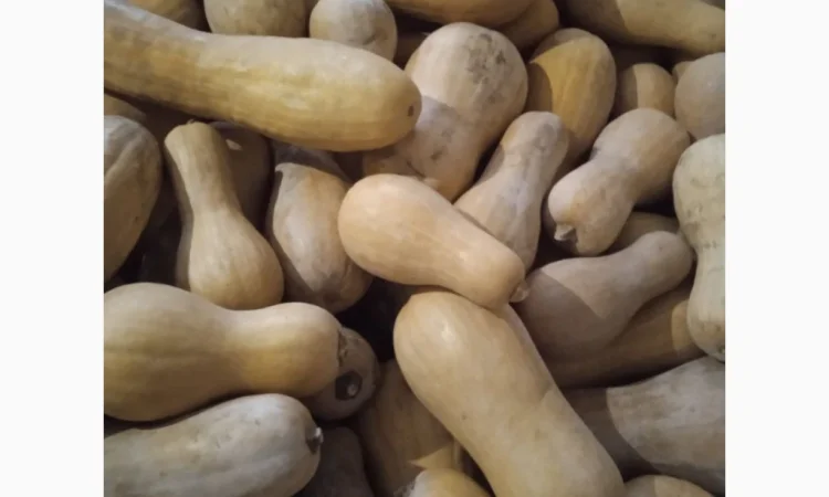 Продаю Гарбуз Мускатний - фото № 1