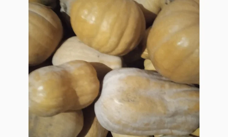 Продаю Гарбуз Мускатний - фото № 5