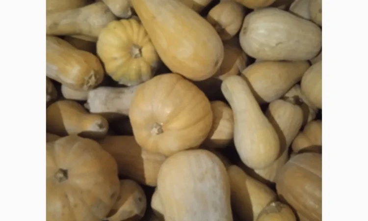 Продаю Гарбуз Мускатний - фото № 6