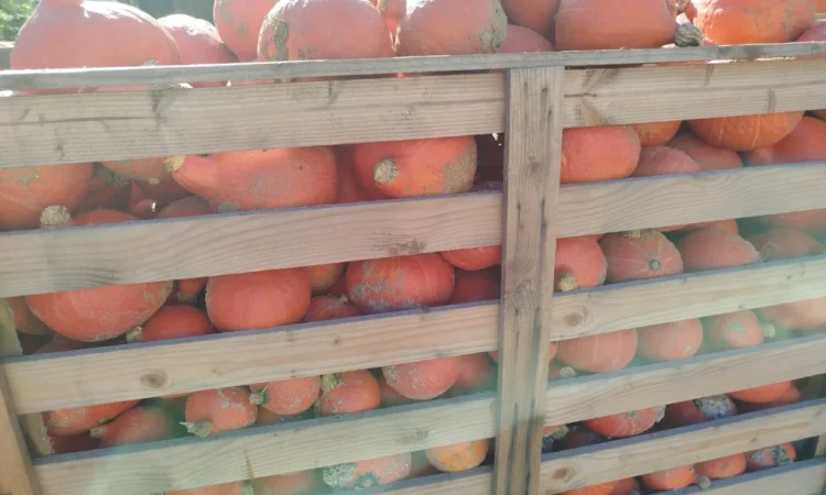 Продаю гарбуз Хоккайдо - фото № 1