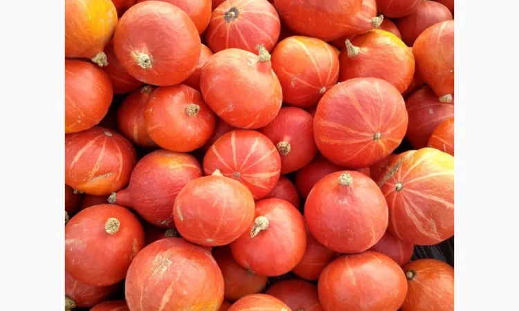 Продаю гарбуз Хоккайдо - фото № 2