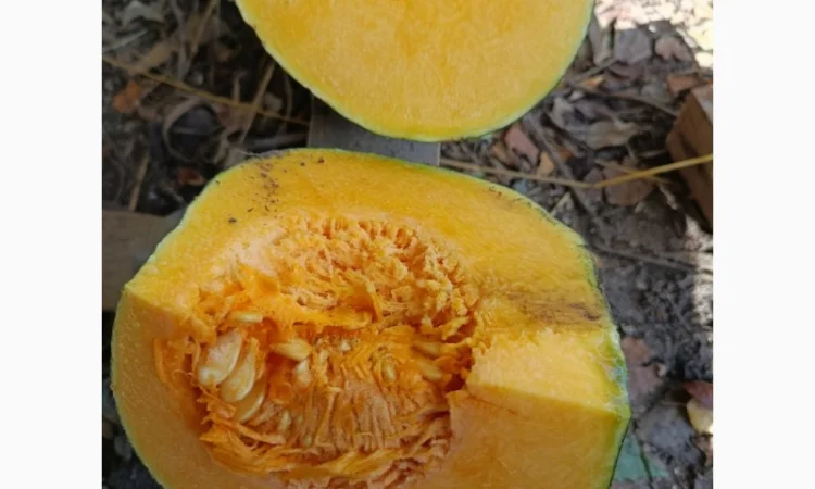 Продажа товарной тыквы ромашка - фото № 2