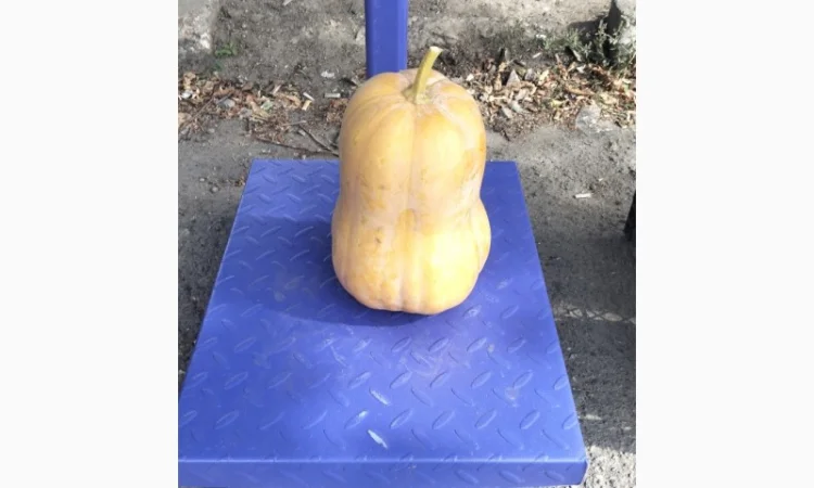 Продаж мускатних гарбузів оптом - фото № 1