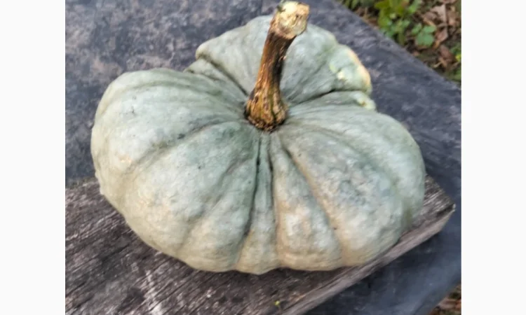 Продаю гарбуз Тріамбл мускатний - фото № 3