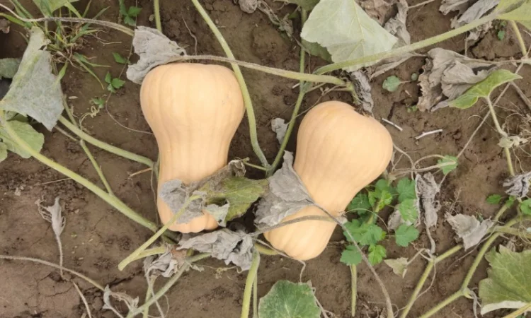 Гарбуз Матильда для переработки - фото № 1