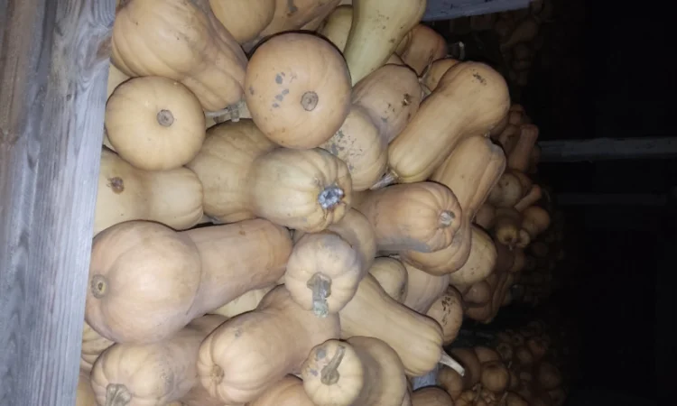 Гарбуз Матильда для переработки - фото № 10