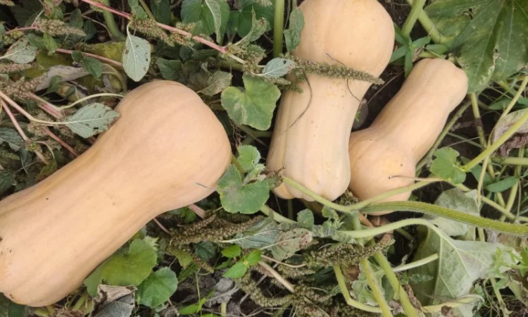 Гарбуз Матильда для переработки - фото № 2