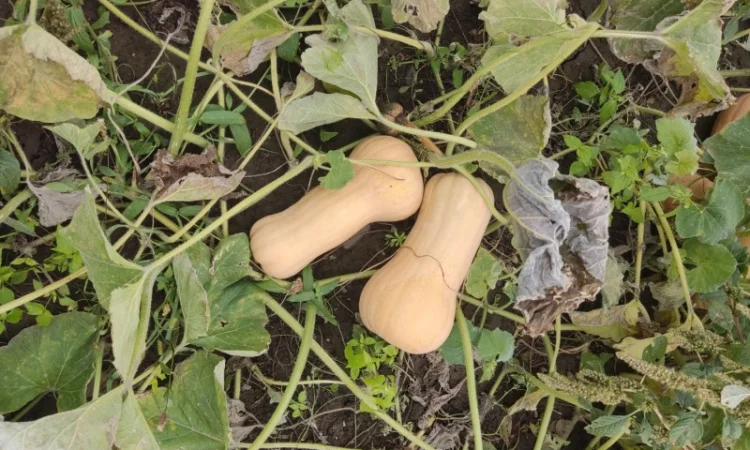 Гарбуз Матильда для переработки - фото № 3