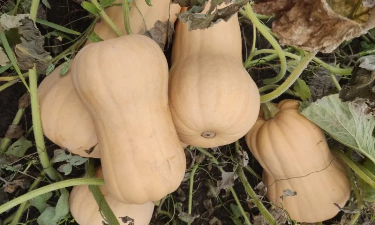 Гарбуз Матильда для переработки - фото № 5