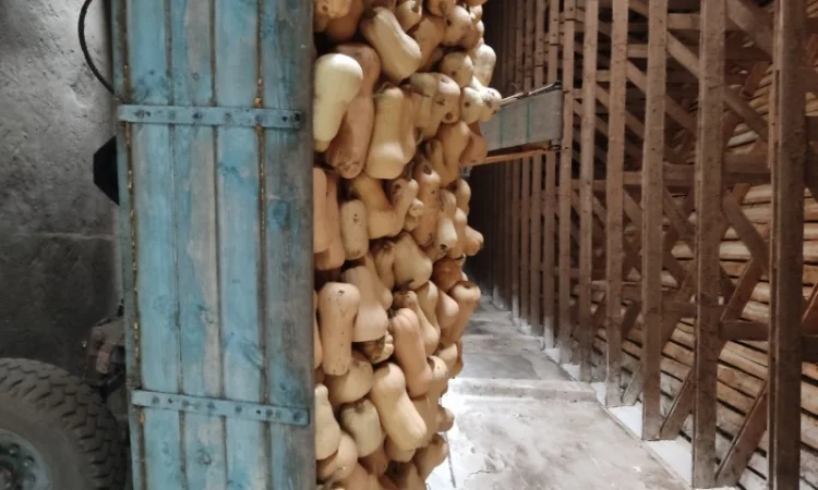 Гарбуз Матильда для переработки - фото № 6