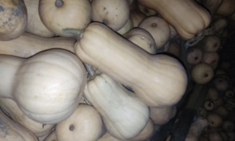 Гарбуз Матильда для переработки - фото № 8