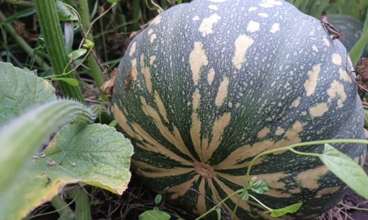 Продаю гарбуз кашовий сорт джамбук - фото № 1