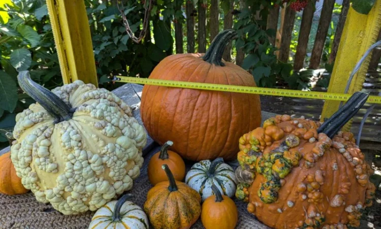 Продаю тыквы на Хеллоуин - фото № 1