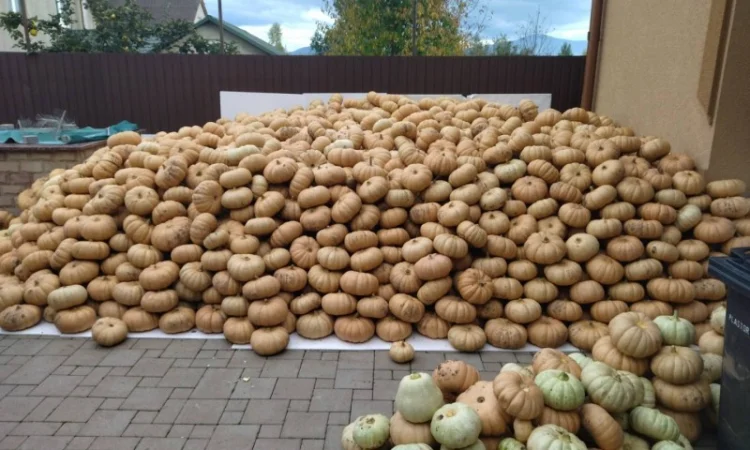 Тыквы различных сортов на продажу - фото № 2