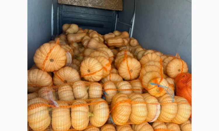 Тыквы различных сортов на продажу - фото № 4