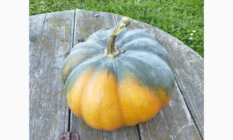 Гарбуз на кашу на продаж - фото № 2