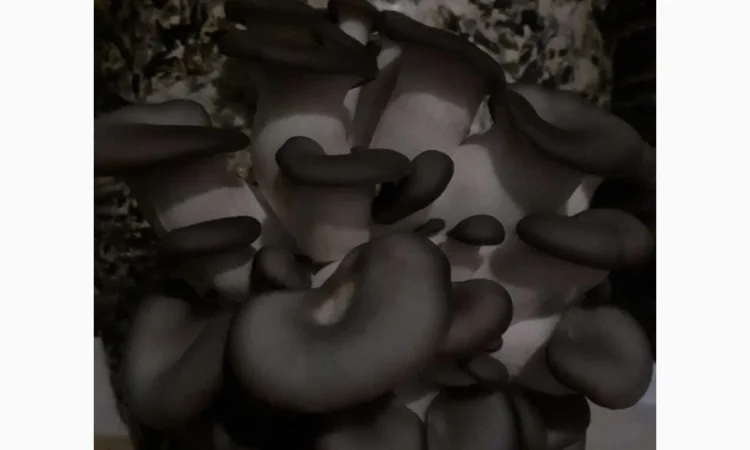 Куплю свежие вешенки оптом - фото № 2