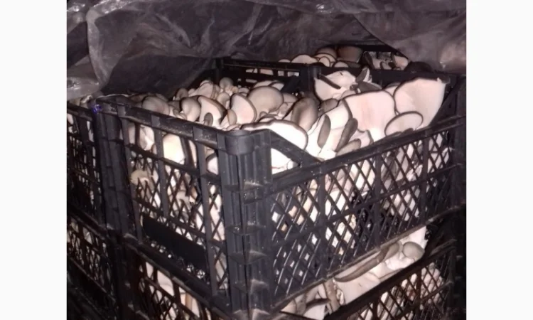 Продажа вешенки с доставкой - фото № 1