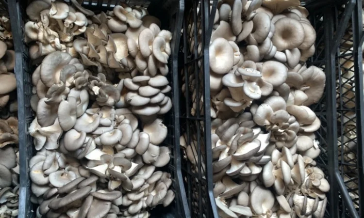 Продаж грибів глива - фото № 1