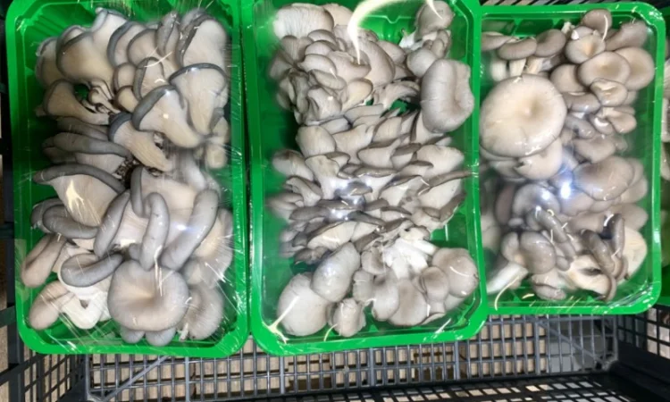 Продаж грибів глива - фото № 2