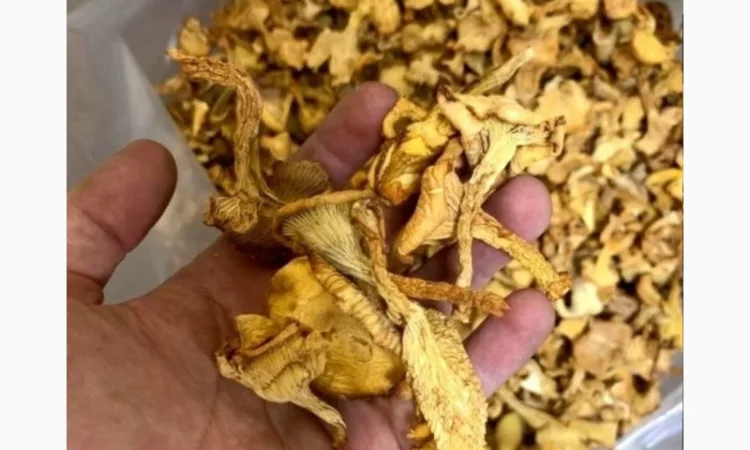 Гриби білі сушені для продажу - фото № 1